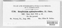 Geoglossum glabrum image